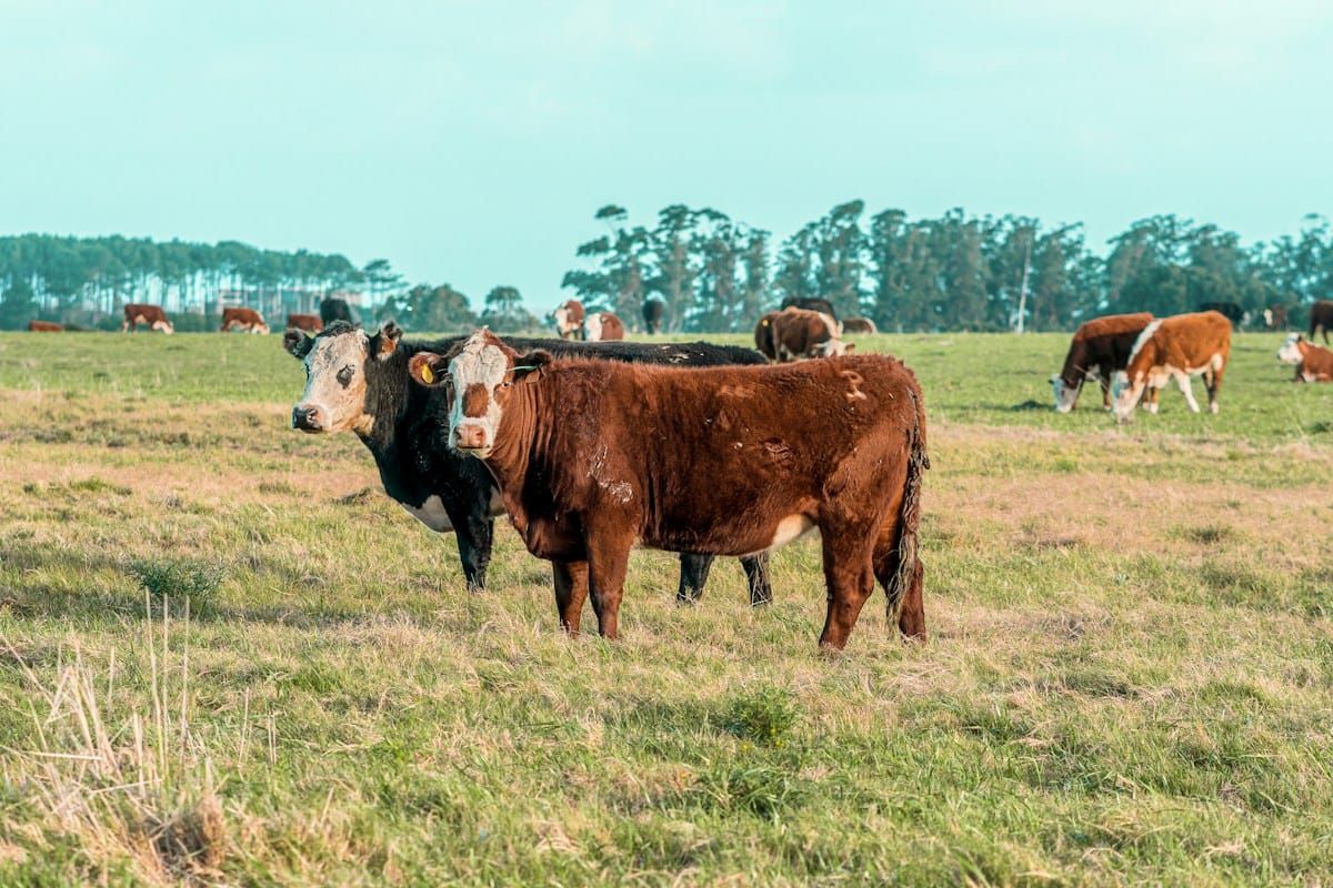 Ganado de carne Hereford y Angus pastando en campo natural